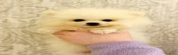 Pomeranian dogs for sale: White Pomeranian Males - Advert 2