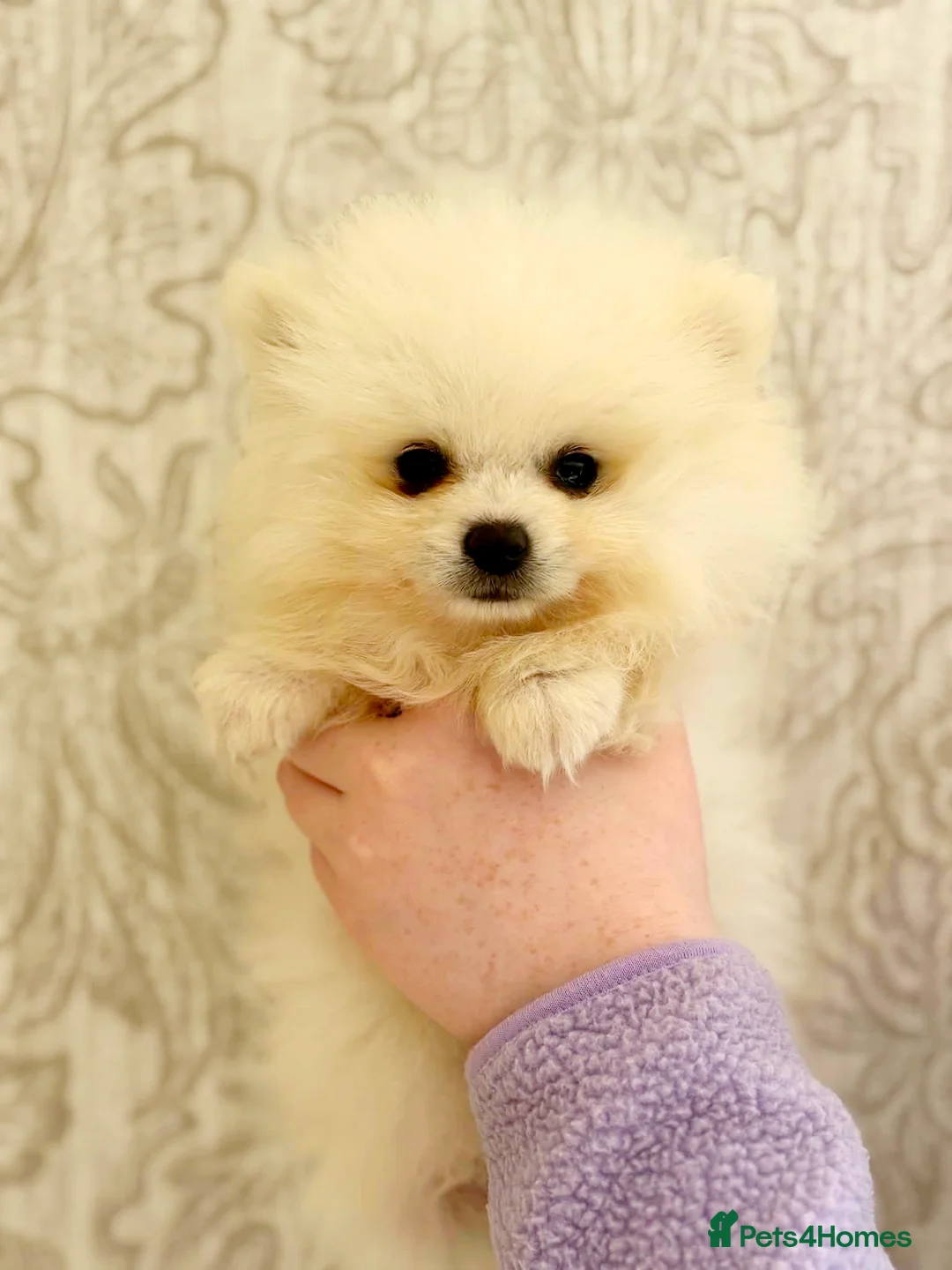 Pomeranian dogs for sale: White Pomeranian Males - Advert 2
