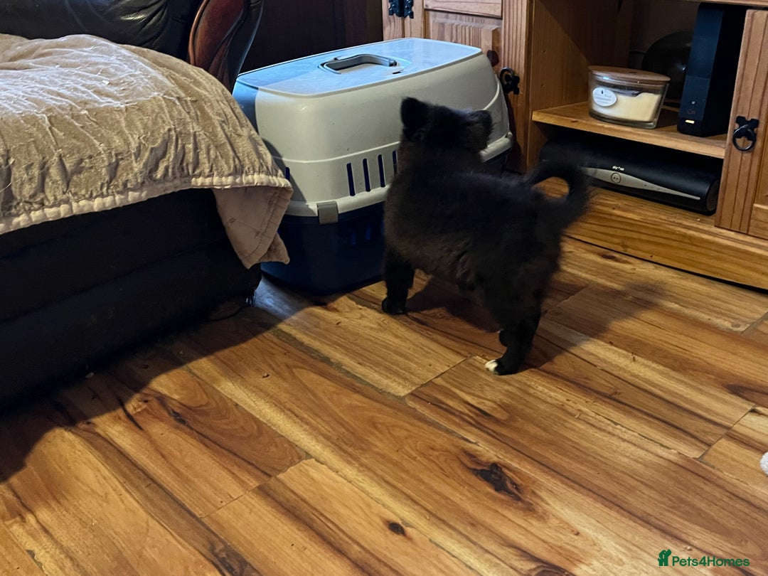 Pomchi dogs for sale: 1 Male Pomchi puppy - Advert 3