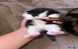 Bengal cats for sale: 3 beautiful bengals mixed with Khao Manee - Image 5