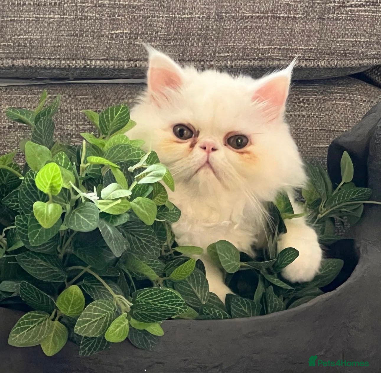 Persian cats Persian CAT - Advert 4