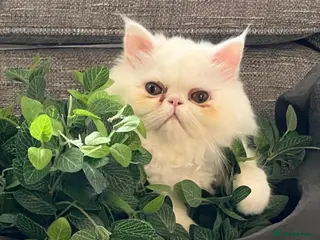 Persian cats Persian CAT - Advert 4