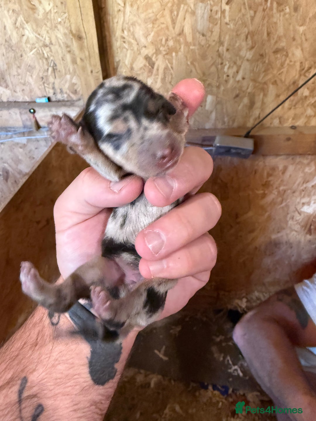 Dachshund dogs for sale: 7 cracking dachshund puppies  - Image 6