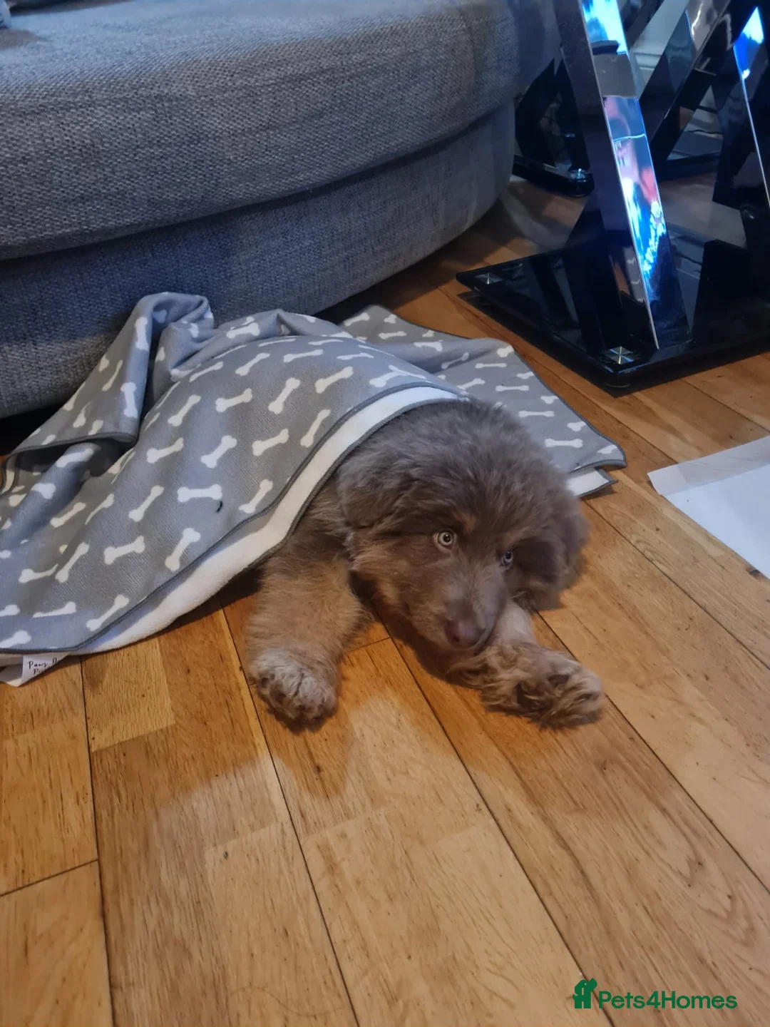 German Shepherd dogs for sale: Meet Sixty. Our Beautiful Isabella German Shepherd - Advert 22