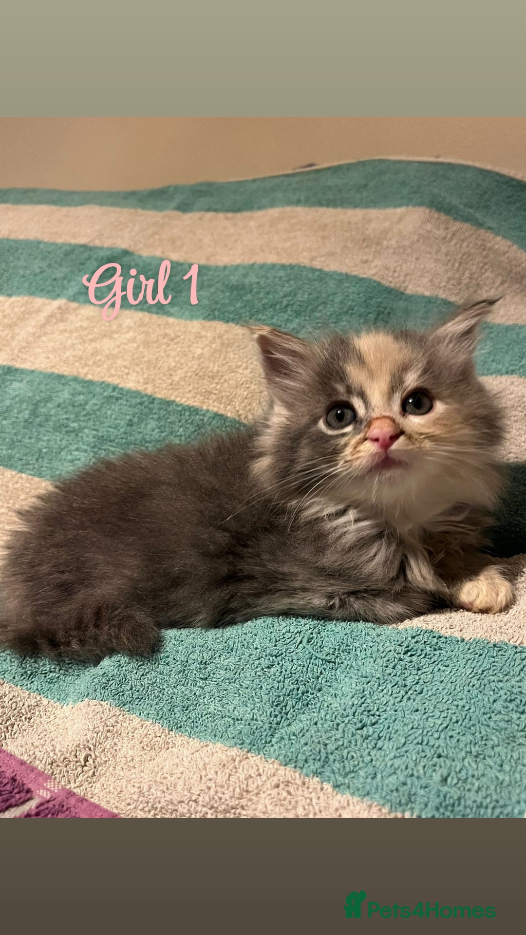 Mixed Breed cats for sale: MAINECOON X KITTENS FOR SALE 🩵🩷 - Advert 5