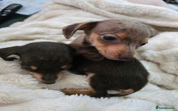 Miniature Dachshund dogs for sale: Miniature dachshunds  - Image 33