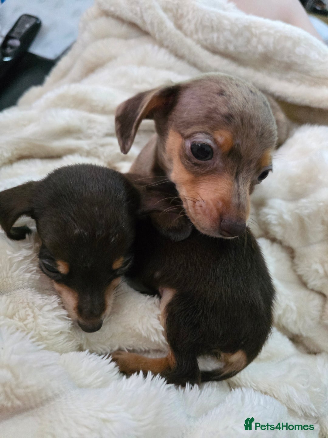 Miniature Dachshund dogs for sale: Miniature dachshunds  - Image 33