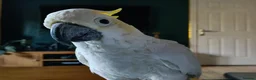 Cockatoo birds for sale: Male cockatoo  in Corby - Advert 1