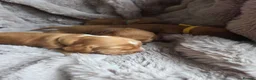 Cocker Spaniel dogs for sale: RKC SHOW COCKER SPANIEL PUPPIES EXTENSIVELY HEALTH - Advert 11