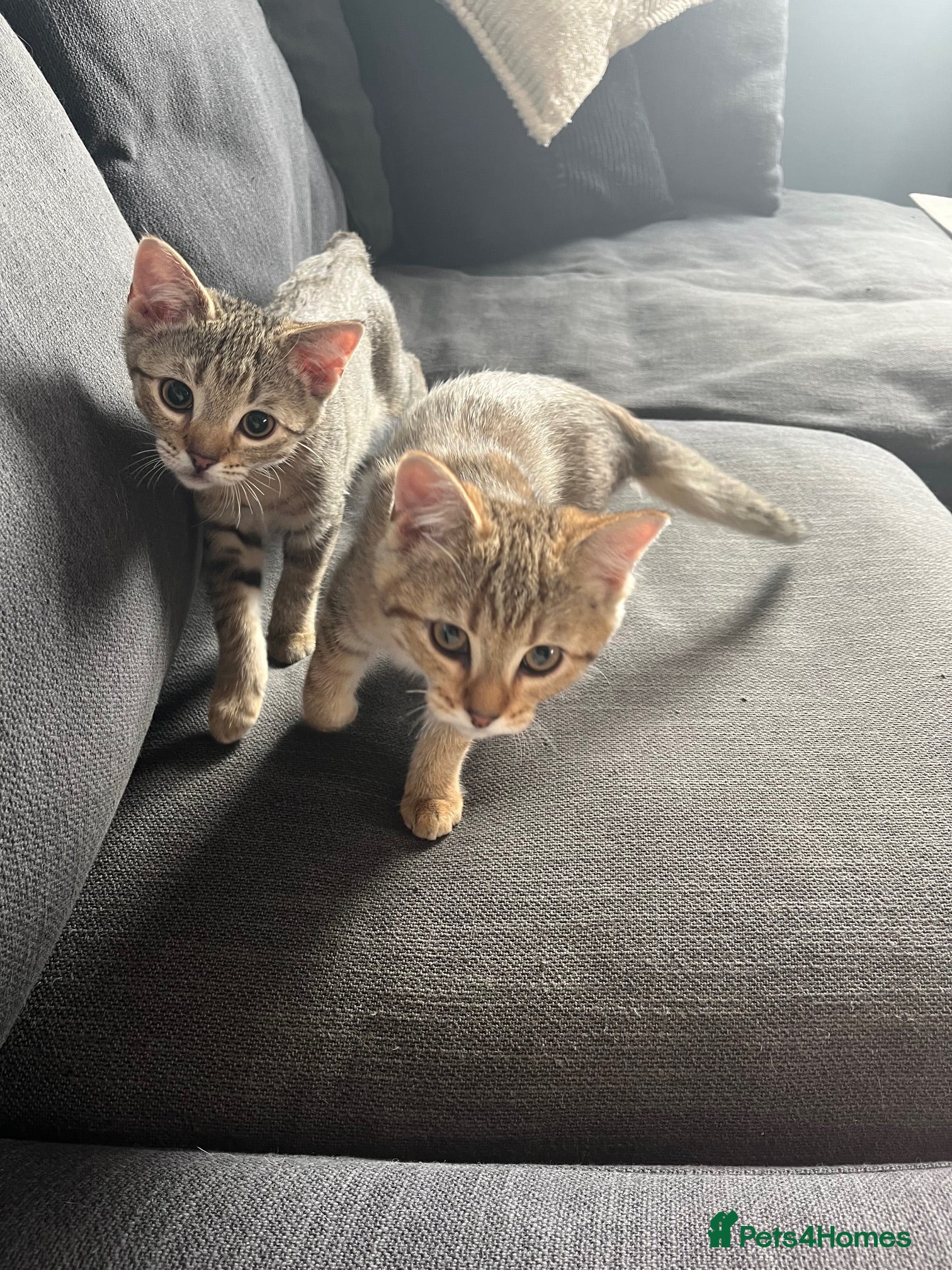 British Shorthair cats for sale: BHS x kittens - Advert 23