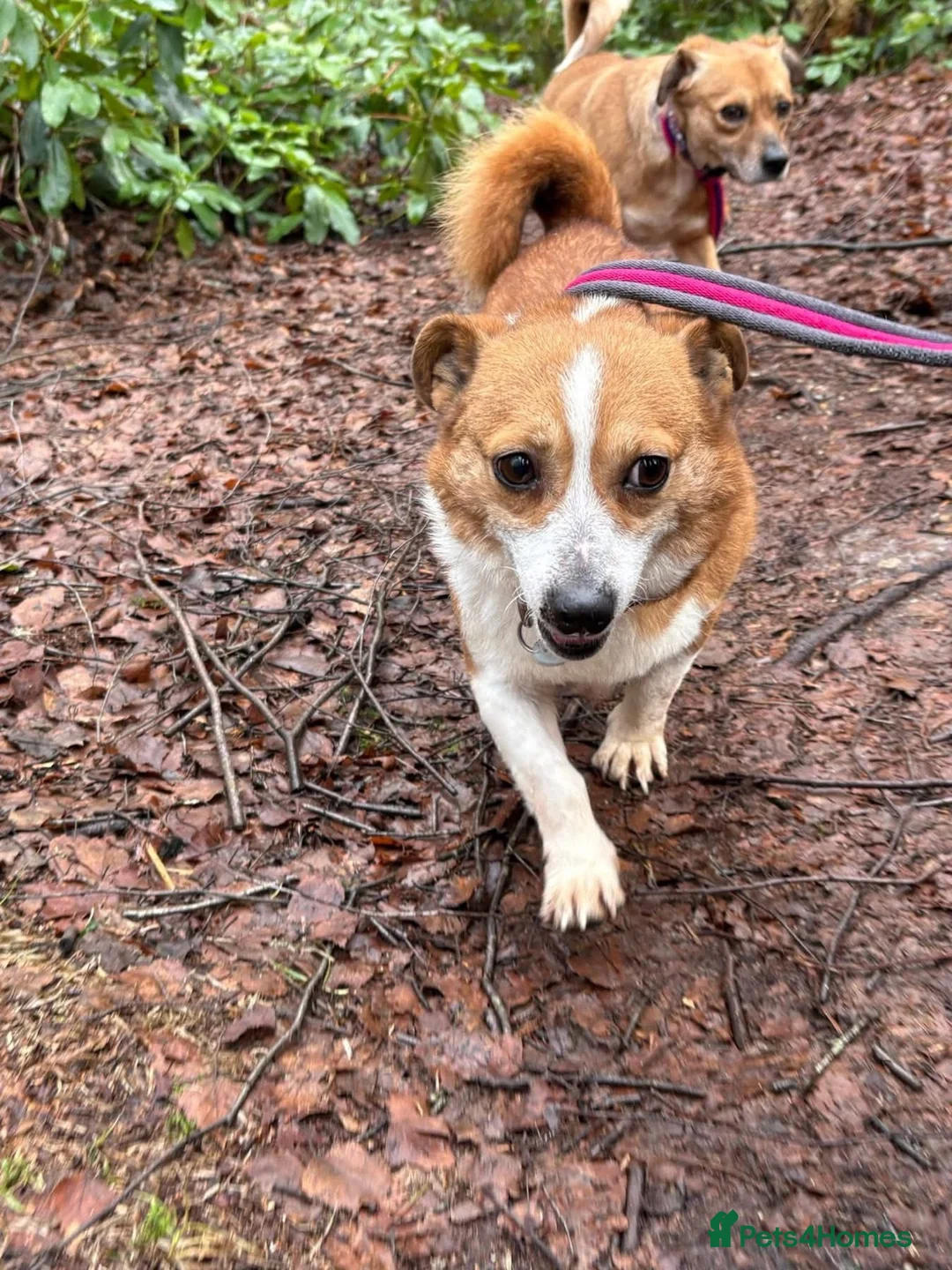 Mixed Breed dogs for adoption: Polly - Norwich Norfolk  - Advert 14
