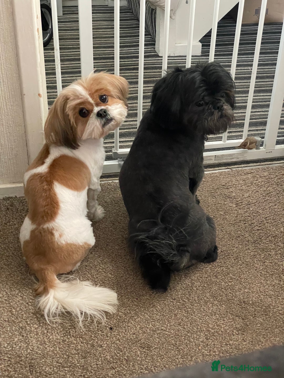 Shih Tzu dogs for sale: Standard Shih Tzu puppies  - Image 4