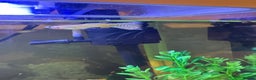 Other/Mixed Breed fish for sale: 4 Male Guppy - Advert 2