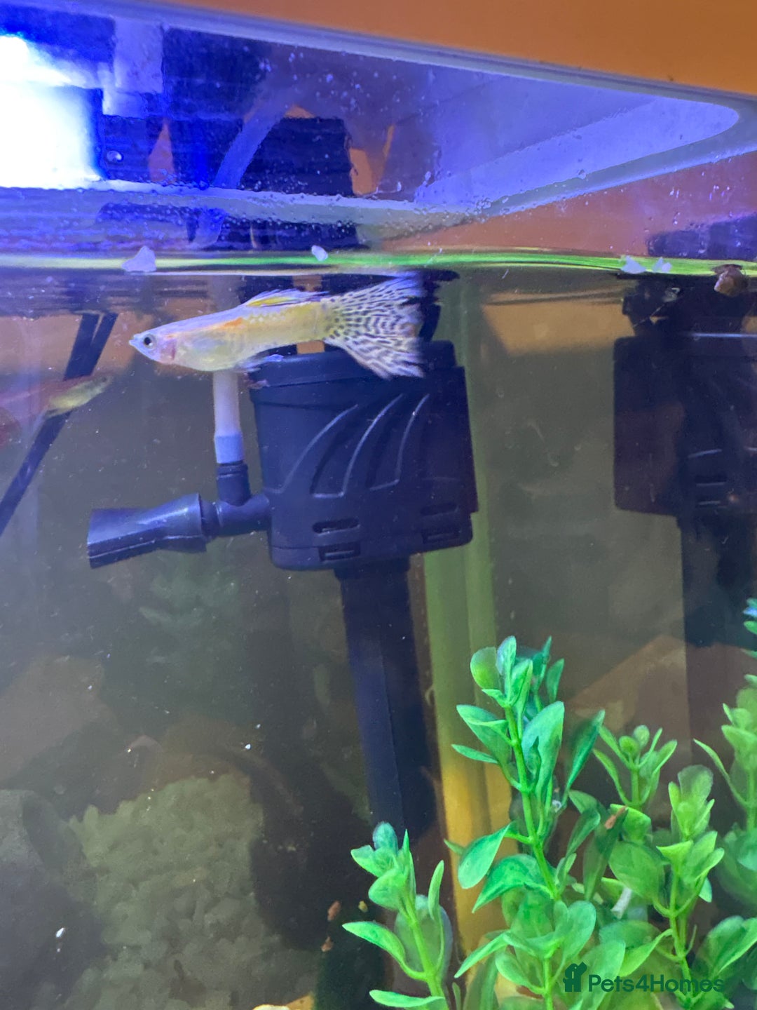 Other/Mixed Breed fish for sale: 4 Male Guppy - Advert 2
