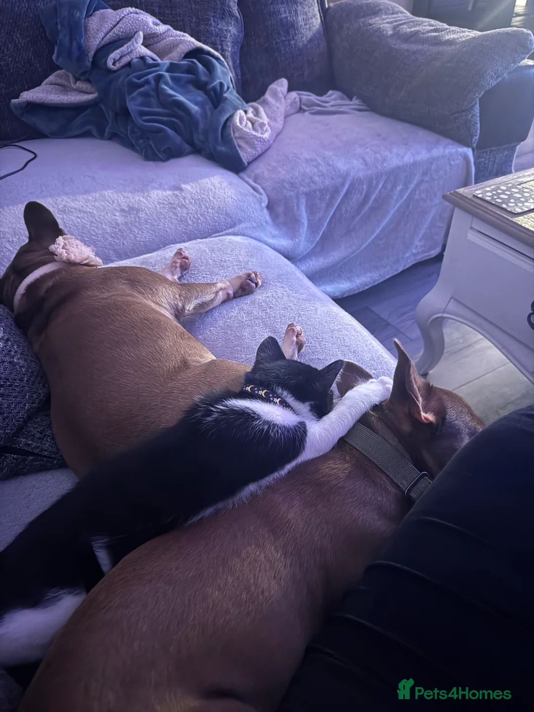 Mixed Breed cats for sale: My Milo - Advert 3