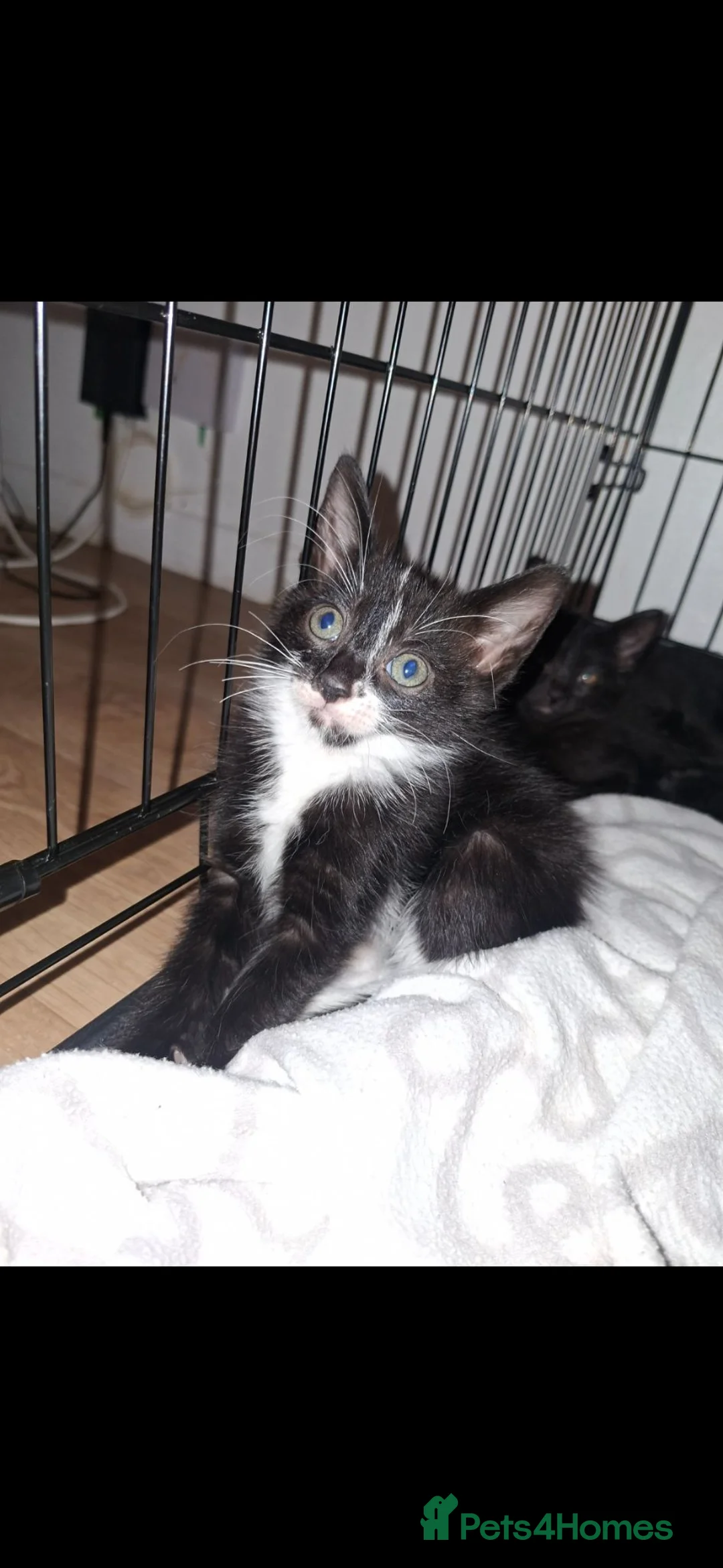 Mixed Breed cats for sale: READY NOW, £30 EACH, 6 LOVELY KITTENS❤️ - Advert 14