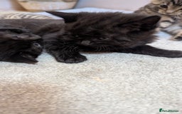 Mixed Breed cats for sale: Kittens for sale - Image 6