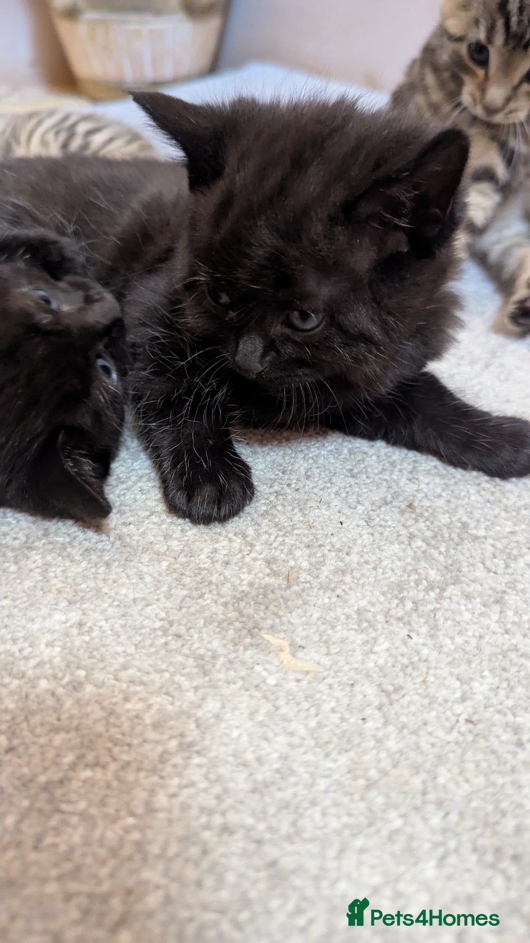 Mixed Breed cats for sale: Kittens for sale - Image 6