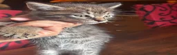 Mixed Breed cats for sale: 😻Stunning Siamese × Maine Coon Kittens in Greenford - Advert 2