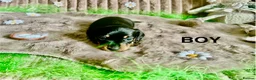 Dachshund dogs for sale: Dachshund Puppies   - Advert 10