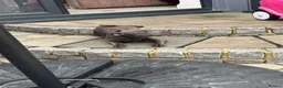 Staffordshire Bull Terrier dogs for sale: Male Blue Staffordshire Bull Terrier Puppy  - Advert 3