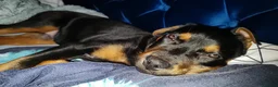 Rottweiler dogs for sale: Rottweiler cross bitch.  - Advert 4