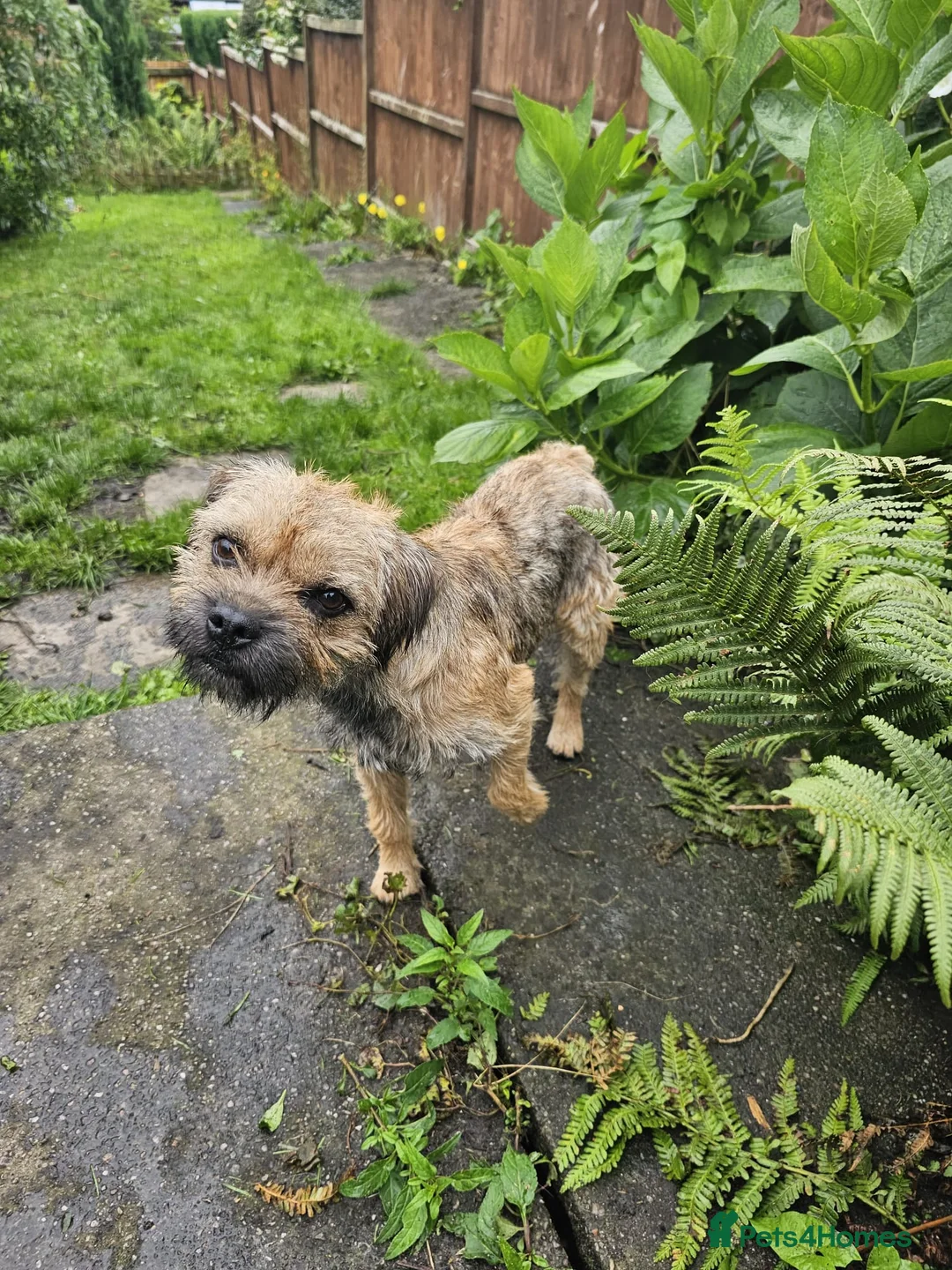 Border Terrier dogs for stud: KC SLEM clear Oxcroft border terrier proven stud in Chesterfield - Advert 6