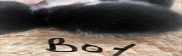 Himalayan cats for sale: Himalayan cross - Advert 8