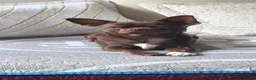 Chihuahua dogs for stud: Stunning Chocolate Chihuahua stud available  - Advert 3