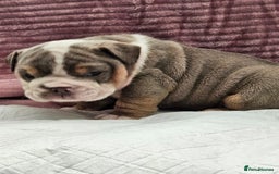 English Bulldog dogs for sale: Kc british bulldog pups💙❤️ - Image 6