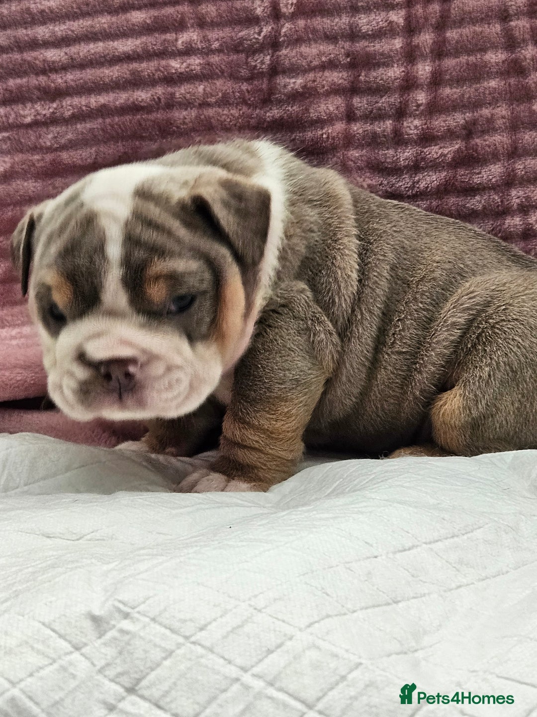 English Bulldog dogs for sale: Kc british bulldog pups💙❤️ - Image 6