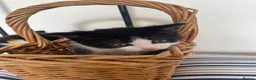 Persian cats for sale: Persian Dollface x BSH in Beaworthy - Advert 7