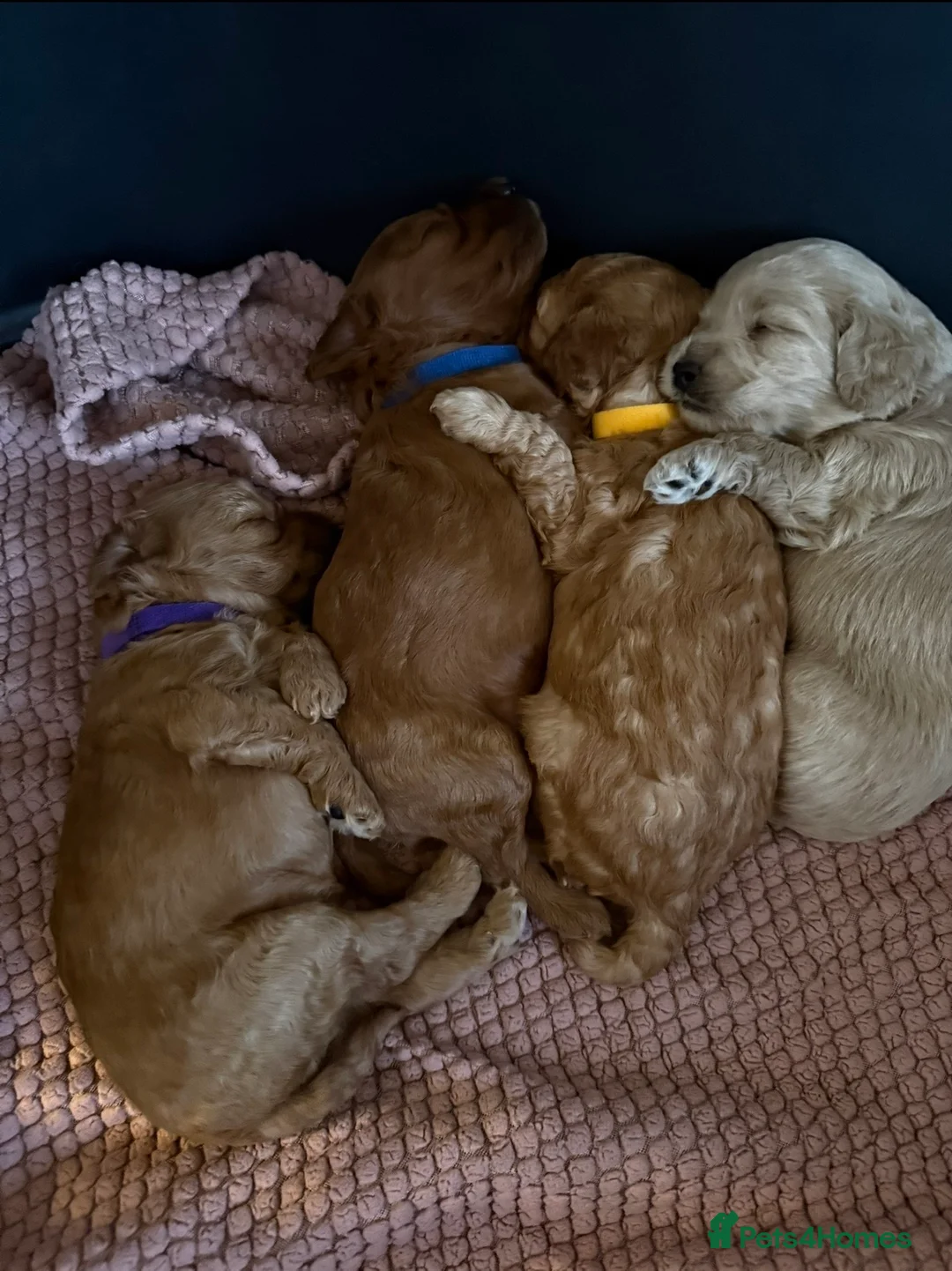 Cockapoo dogs for sale: F2B Cockapoo puppies - Advert 1