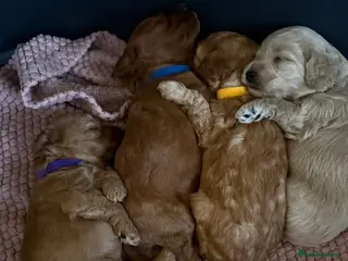 Cockapoo dogs F2B Cockapoo puppies - Advert 1