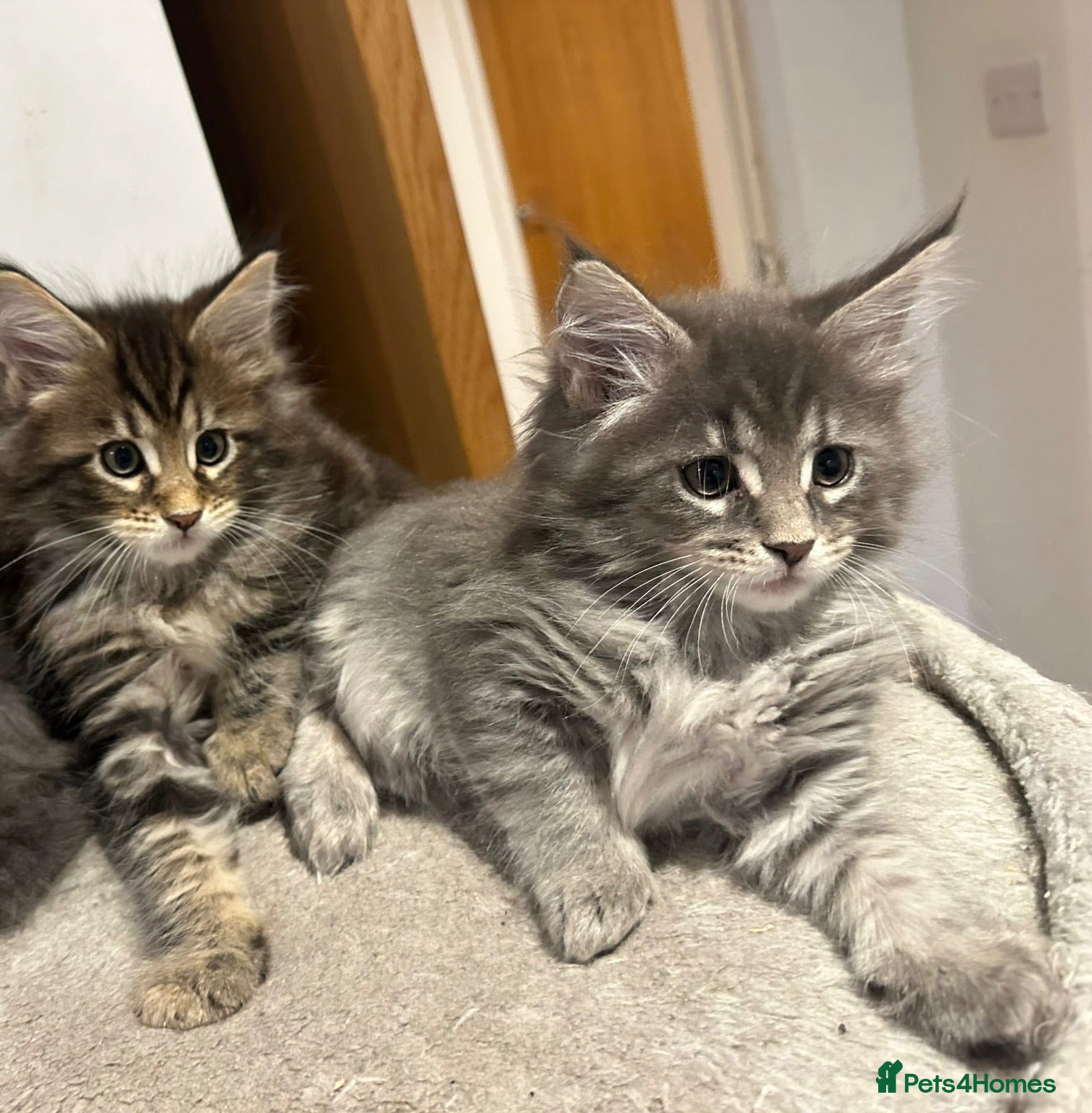 Maine Coon cats Beautiful Mainecoon kittens - Advert 1