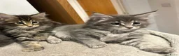 Maine Coon cats for sale: Beautiful Mainecoon kittens - Advert 1
