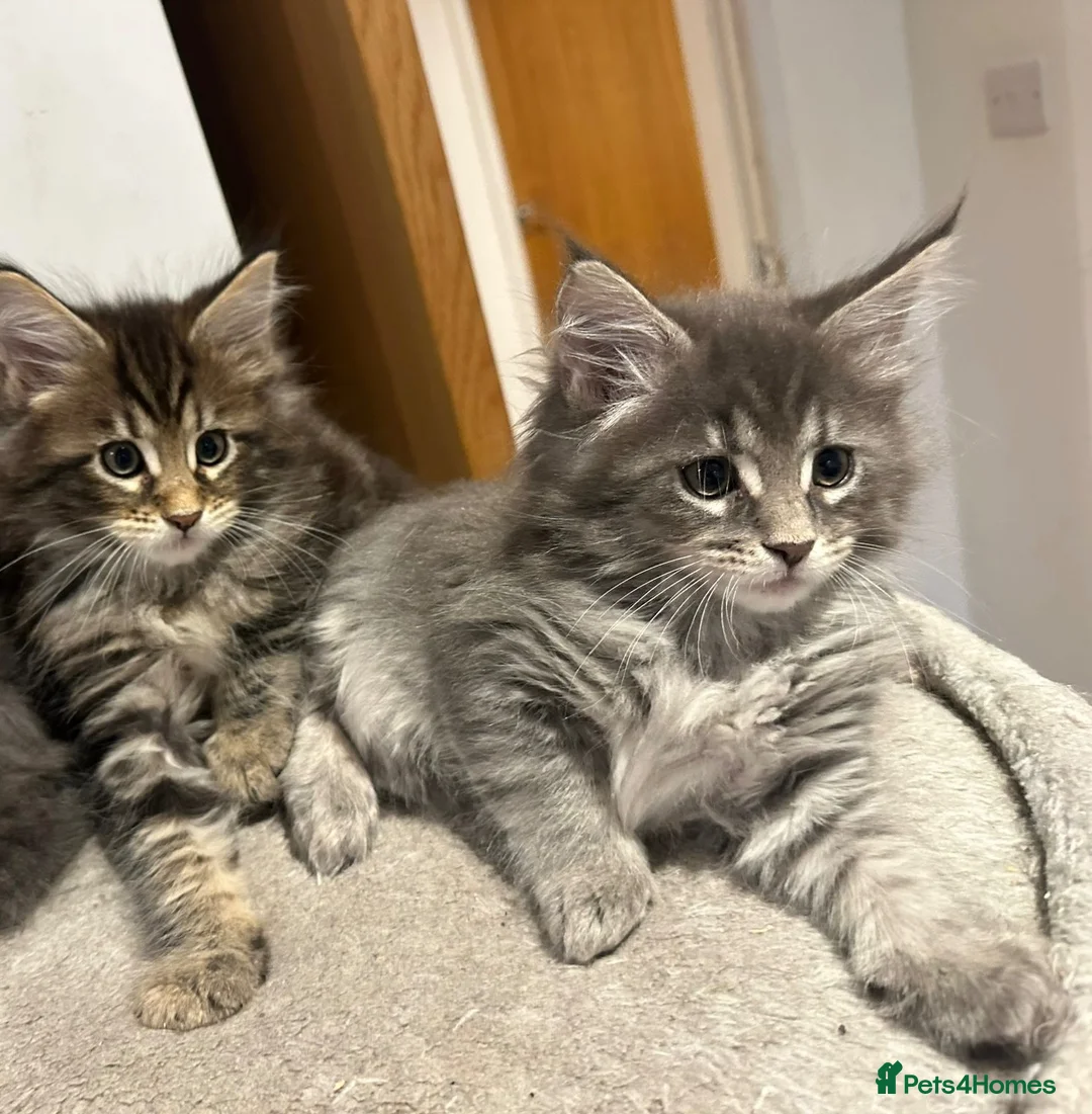 Maine Coon cats for sale: Beautiful Mainecoon kittens - Advert 1
