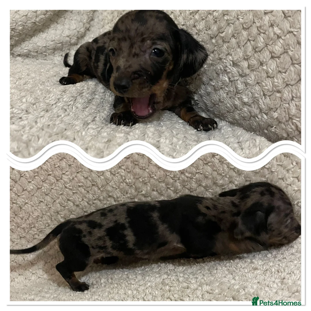 Miniature Dachshund dogs for sale: Miniature dachshund  - Advert 5