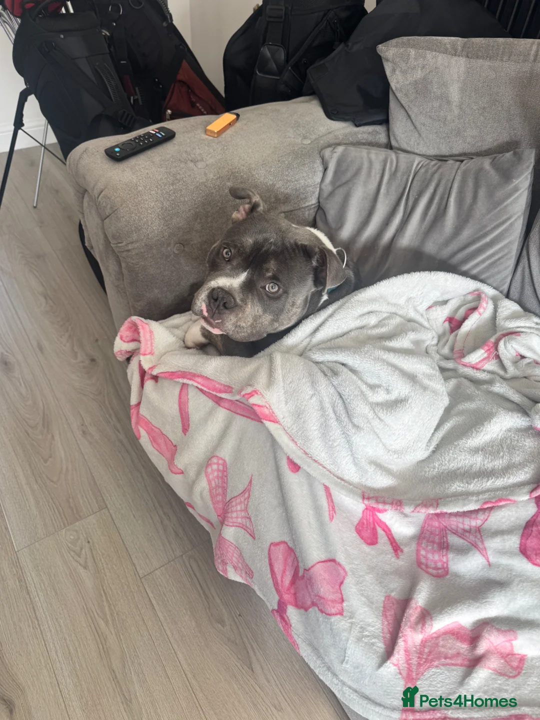 American Bully dogs for sale: Pocket Bully – 8 Months Old in Tamworth - Advert 2