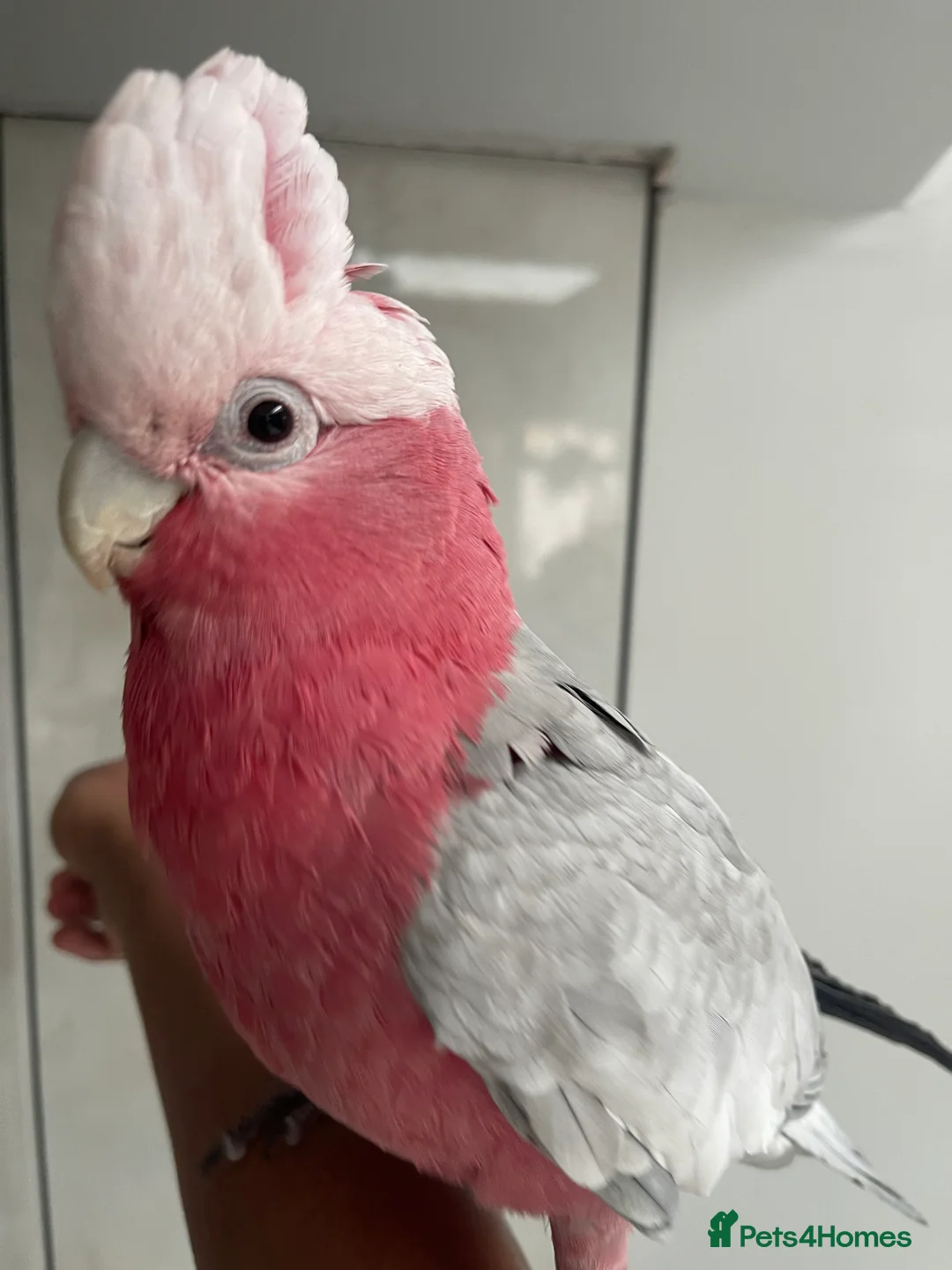 Cockatoo birds for sale: 🌟 CHARMING GALAH COCKATOO WITH CAGE 🌟 - Advert 3