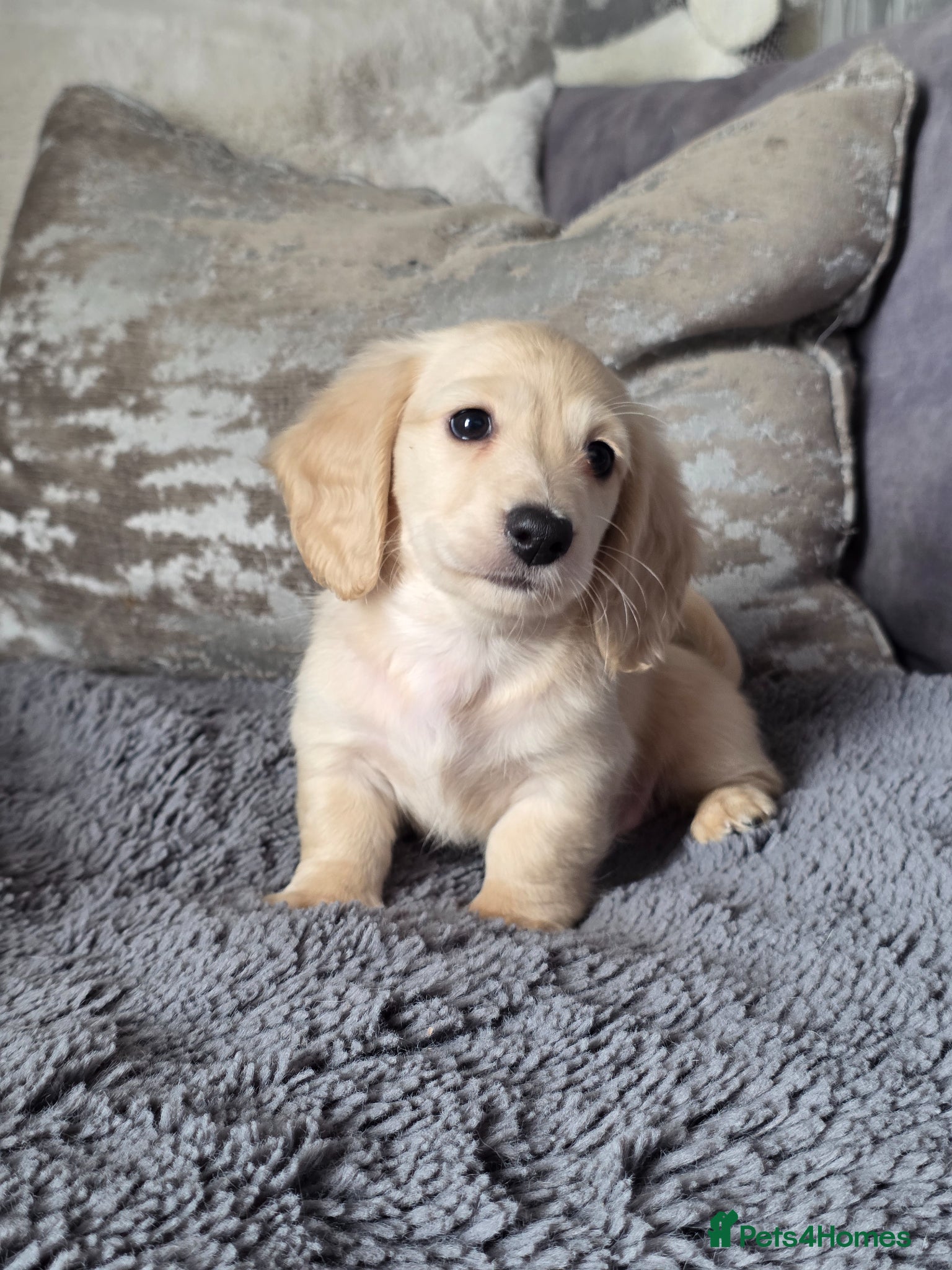 Miniature Dachshund dogs Cream Miniature long-haired  - Advert 13