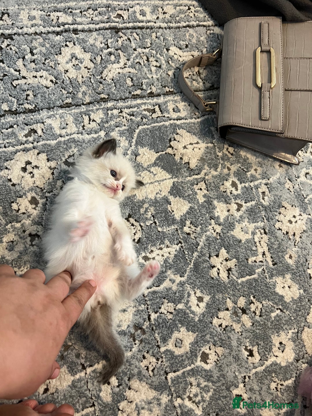 Ragdoll cats for sale: Ragdoll kittens  - Image 19