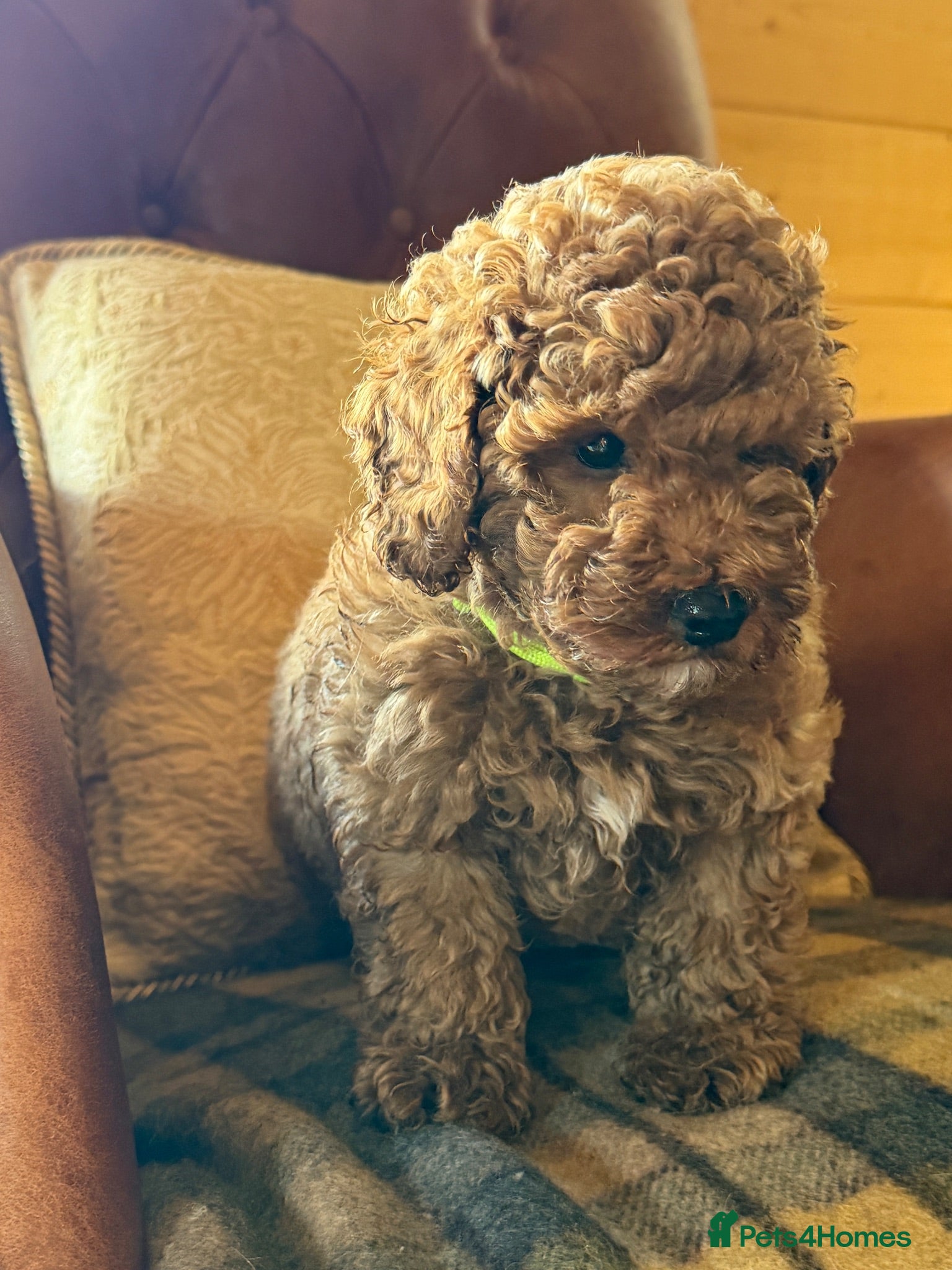 Toy Poodle dogs Beautiful toy poodle boys  - Advert 1