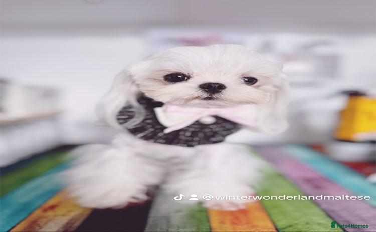 Maltese dogs - Advert 3