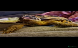 Tortoise reptiles for sale: Tortoise called Turbo - Advert 9