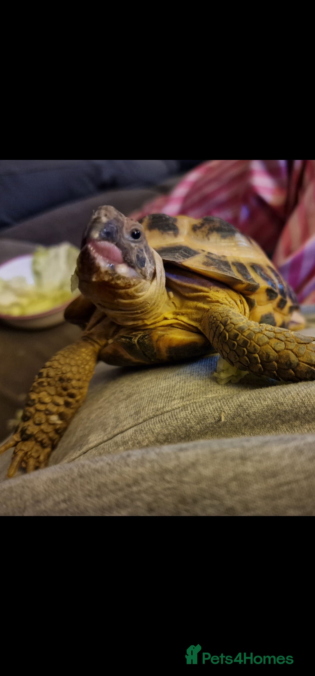 Tortoise reptiles for sale: Tortoise called Turbo - Advert 9