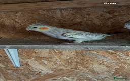 Cockatiels birds for sale: Cockatiels  - Image 2