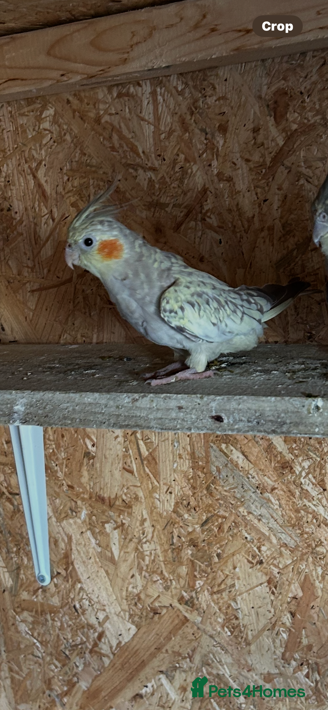 Cockatiels birds for sale: Cockatiels  - Image 2
