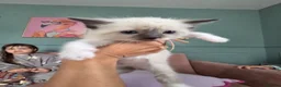 British Shorthair cats for sale: 9 gorgeous kittens - Advert 27