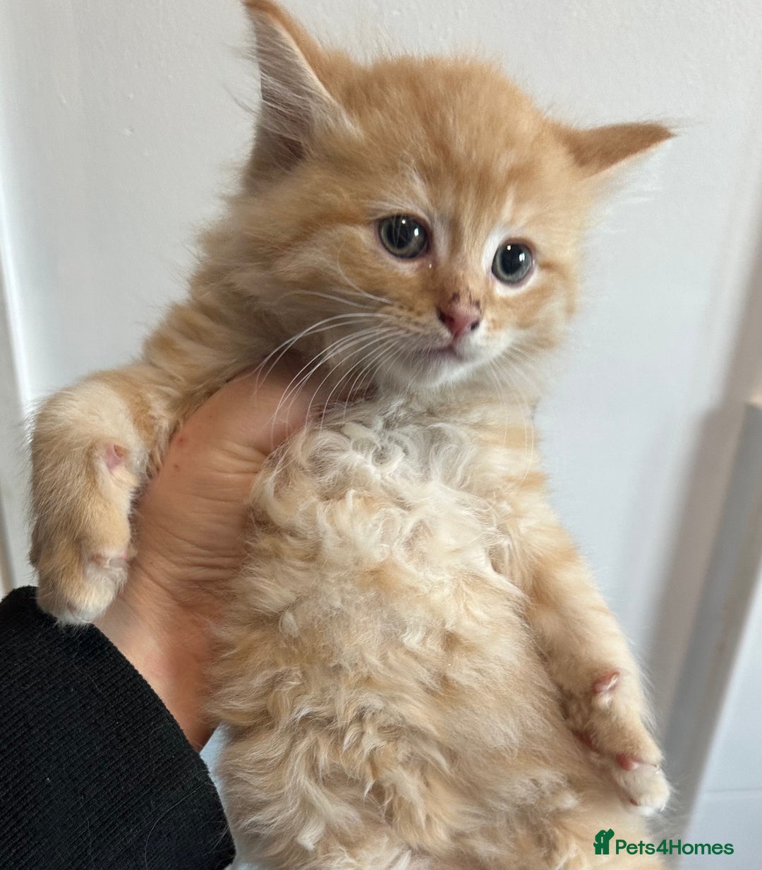 Maine Coon cats for sale: We have 4  sweet English Maine coon kittens❣️ - Advert 29